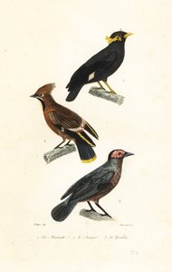 Hill myna, Bohemian waxwing ja coleto.