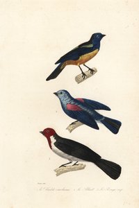 Turkoosi tanager, siniharmaa tanager ja punahattuinen kardinaali.