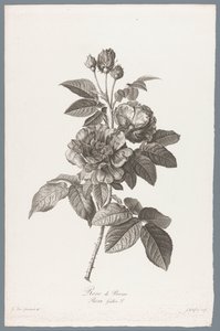 ranskalaiset roos Rose de Provins / Rosa Gallica L. (otsikko esineessä) Luonnosta piirrettyjä kukkia (...) (sarjan nimi)