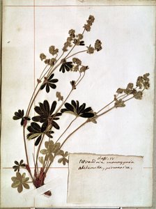 Alchemilla, Herbariumista (puristetut kukat)