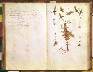 Page 24 from a Herbarium