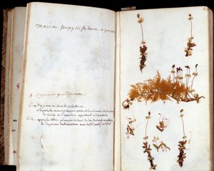 Lumieresin kirjailijan ja filosofin Jean Jacques Rousseaun (1712-1778) herbaariumin sivuja, lehtiä ja kukkia käsikirjoitetuilla huomautuksilla