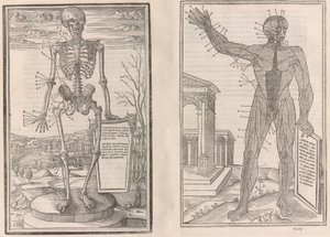Ihmiskehon osien dissektiosta, kirja kolme, 1545 tekijältä Jean Jollat