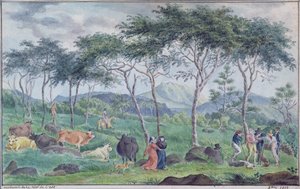 Nautalauma ja paimenia lähellä jokea Ile de la Reunionin itäpuolella, lokakuu 1812 tekijältä Jean Joseph Patu de Rosemont