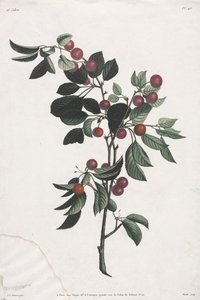 Kukka- ja hedelmäkokoelma: Varhaiset kirsikanoksat