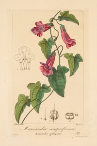 Flora puutarhureille, harrastajille ja valmistajille: Maurandia semperflorens tekijältä Jean Pierre Frederic Barrois