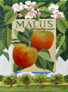 Malus (omena), 2014 (akryyli kankaalle)