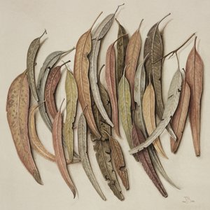 Eucalyptus Leaves, 2004 (wc paperilla)
