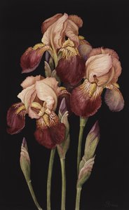 Irises, 2004 (wc paperilla)