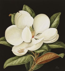 Magnolia Grandiflora, 2003 (wc paperilla)