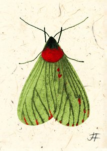 FlyMoth, 2024 (akvarelli paperille)
