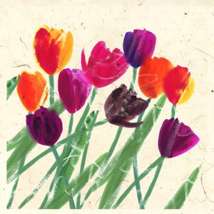 HOLLANDIN KAUNUTTAJAT