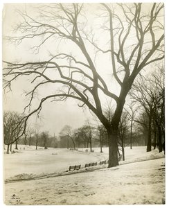 Boston Common & sammakkolampi, puun luona, Boston, USA, n. 1902-1910 (gelatiinihopeakuva) tekijältä Jessie Tarbox Beals