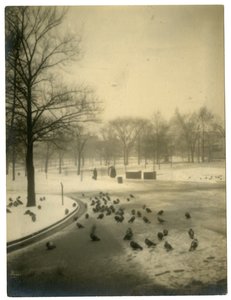 Yleinen kyyhkysten kanssa, Boston, USA, n. 1902-10 tekijältä Jessie Tarbox Beals