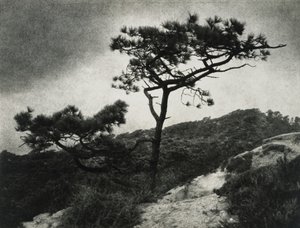 Kuuluisa Torrey Pines tekijältä Jessie Tarbox Beals