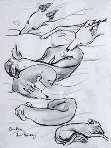Bracken, whippet, 2000, (lyijykynä) tekijältä Joan Thewsey