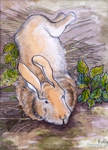 Holly,the Giant Continental Rabbit, 2002, (lyijykynä ja vesiväri) tekijältä Joan Thewsey