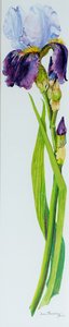 Iris kolmella silmulla, 2010,akvarelli tekijältä Joan Thewsey