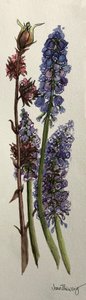Muscari ja Viburnum bodnantense (akvarelli) tekijältä Joan Thewsey
