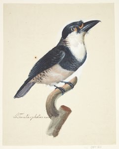Lintu
