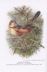 Dartford Warblers, Nature in Britain julkaissut Collins, 1946.