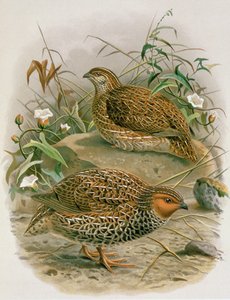 Uuden-Seelannin viiriäinen, kuva W.L. Bullerin kirjasta "A History of the Birds of New Zealand", 1887-88 (kromoliitti).