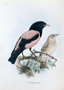 Ruusunvärinen kottarainen