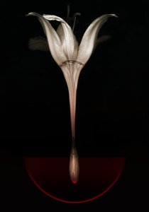 Bleeding lily, 2013 (valokuva) tekijältä Johan Lilja