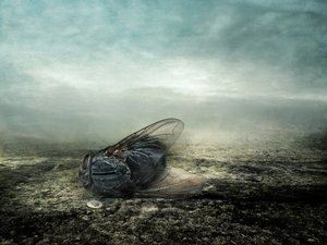 Fly, 2013 (valokuvaus)