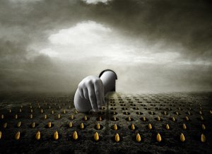 Tulppaanivaras, 2013 (valokuva) tekijältä Johan Lilja