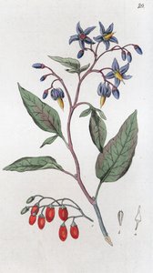 Solanum dulcamara agredolç, 1804-1811 finlandès