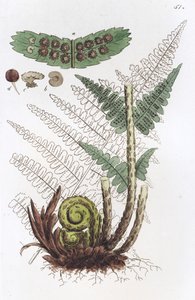 Urosfern Dryopteris filix-mas, 1804-1811
