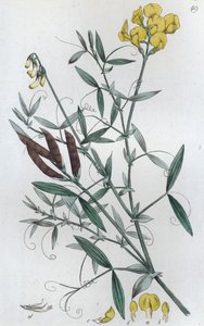 Meadow Vetchling Lathyrus pratensis, 1804-1811