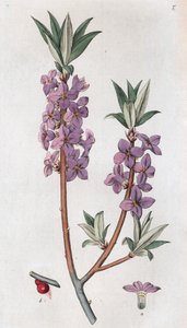 Mezereon Daphne mezereum, 1804-1811