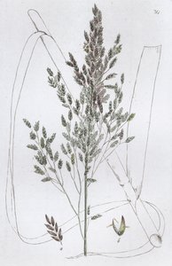 Reed Sweet Grass Poa aquatica, 1804-1811