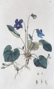 Sweet Violet Viola odorata, 1804-1811