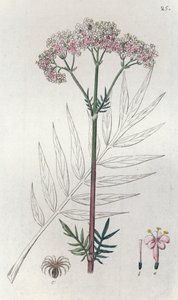 Valerian Valeriana officinalis, 1804-1811