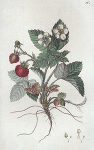Villimansikka Fragaria vesca, 1804-1811