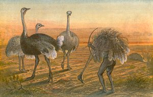 The Ostrich - "Purjehdus väärissä väreissä".