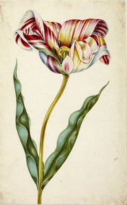 Tulppaani, c. 1660. tekijältä Johann Bartholomäus Braun