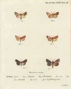 Tileacea aurago 1-4 ja Mythimna ferrago 5,6. Johann Carl Bockin käsin värjätty kuparikaiverrus Eugenius Johann Christoph Esperin teoksen Die Schmetterlinge in Abbildungen nach der Natur, Erlangen, mukaan. tekijältä Johann Carl Bock