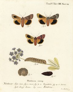 Leveäreunainen keltainen alussiipi, Noctua fimbriata. Johann Carl Bockin käsinvärinen kuparikaiverrus Eugenius Johann Christoph Esperin Perhoset kuvituksessa luonnosta, Erlangen tekijältä Johann Carl Bock