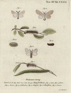 Ruskeahäntäkoi, Euproctis chrysorrhoea. tekijältä Johann Carl Bock