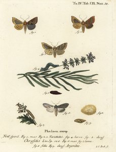 Kiillotettu messinkikoi, Diachrysia chrysitis 1-5 ja vihreä hopeahai, Cucullia argentea 6-9. Johann Carl Bockin käsinvärinen kuparikaiverrus Eugenius Johann Christoph Esperin Perhoset kuvituksessa luonnosta, Erlange mukaan tekijältä Johann Carl Bock
