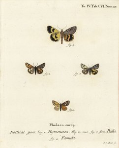 Catocala hymenaea 1, Amerila puella 2,3 ja Isturgia famula koit 4. Johann Carl Bockin käsinvärinen kuparikaiverrus Eugenius Johann Christoph Esperin Perhoset kuvissa luonnosta, Erlangen tekijältä Johann Carl Bock