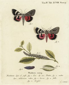 Catocala pacta koi. Johann Carl Bockin käsinvärinen kuparikaiverrus Eugenius Johann Christoph Esperin Perhoset kuvituksessa luonnosta, Erlangen tekijältä Johann Carl Bock
