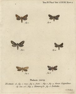 Koirakko, Korscheltellus lupulina 1-4, kultasirkka, Phymatopus hecta 5 ja Pharmacis carna 6. Johann Carl Bockin käsinvärinen kuparikaiverrus Eugenius Johann Christoph Esperin Perhoset luonnossa, Erlangenin mukaan tekijältä Johann Carl Bock
