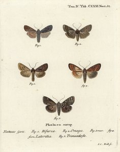 Conformist, Lithophane furcifera 1, kaksoisnukki, Graphiphora augur 2, niukka brindle, Apamea lateritia 3,4 ja hopeakaarit, Polia hepatica 5. tekijältä Johann Carl Bock