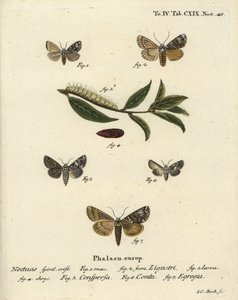 Koronettikoi, Craniophora ligustri 1-4, marmoroitu coronet, Hadena confusa 5, varioitu coronet, Hadena compta 6 ja vihreä kaari, Anaplectoides prasina 7. Johann Carl Bockin käsinvärinen kuparilevykaiverrus Eugenius Esper’s Christophin mukaan tekijältä Johann Carl Bock