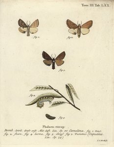 Coxcomb näkyvä, Ptilodon capucinus. tekijältä Johann Carl Bock